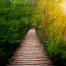 wooden path in the middle of a forest with sun streaming on the top left corner
